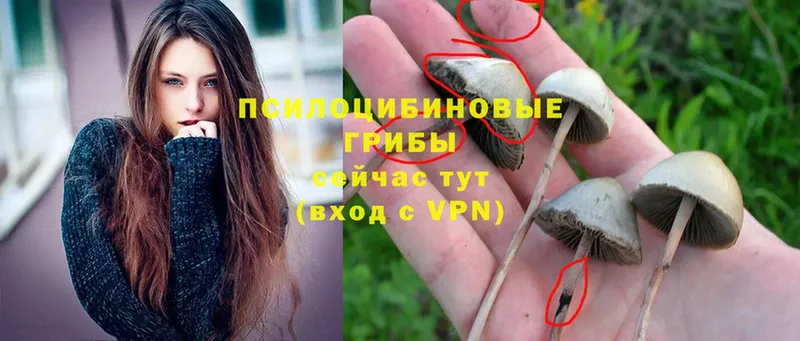 Галлюциногенные грибы Psilocybine cubensis  Саранск 